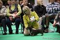 Crufts2011_2 1295